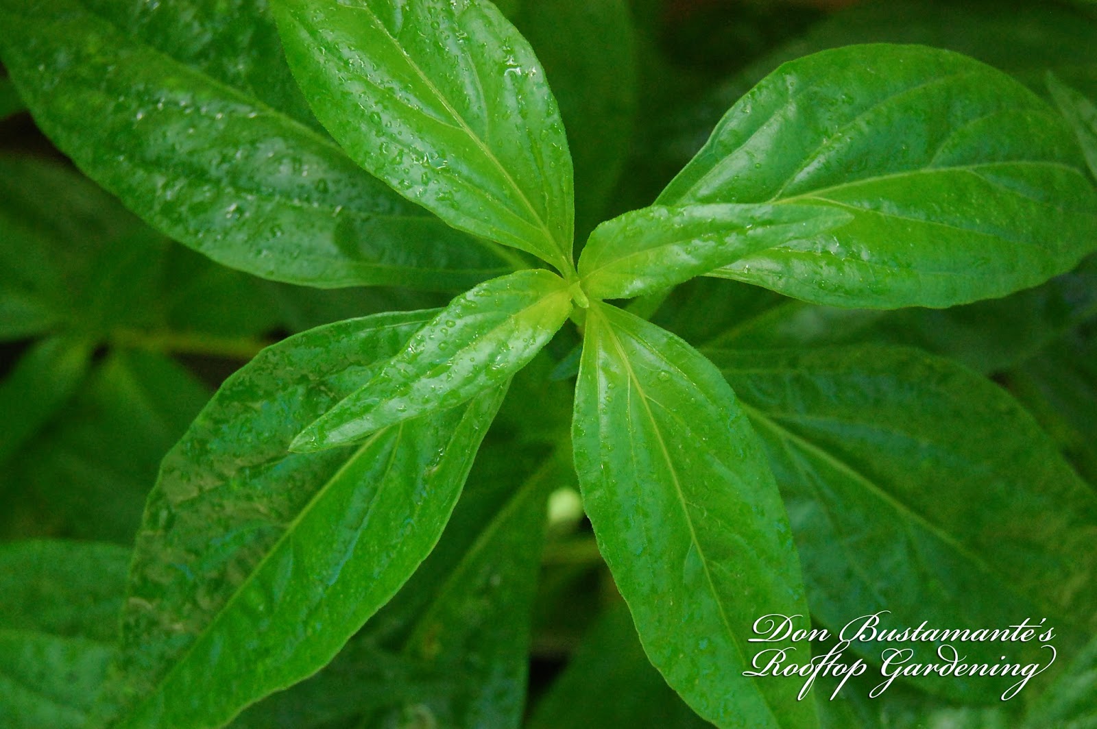 Don Bustamante's Rooftop Garden Serpentina