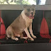 Cachorro pega ônibus sozinho e reencontra dono na Inglaterra