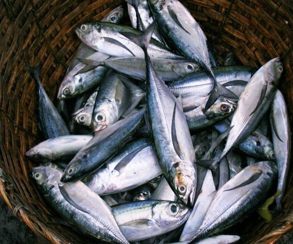 Mengenal Ikan Tenggiri, Si Ikan yang Biasa Jadi Batagor dan Siomay -  satwa.foresteract.com