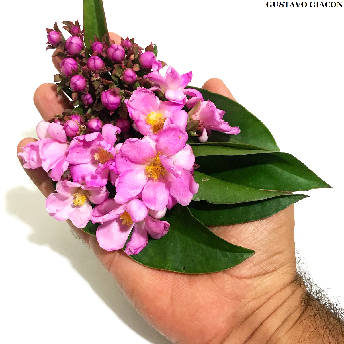 Viveiro Ciprest Plantas Nativas e Exóticas Orapronobis Rosa Pereskia grandifolia
