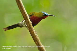 Kolibri Merak Burung Madu Merak Gunung