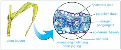 Data berupa gambar organ daun. Data berupa gambar organ daun.