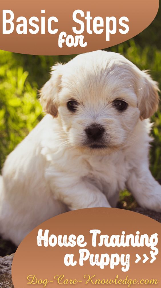 Lovely Dog Basic Steps for House Training a Puppy