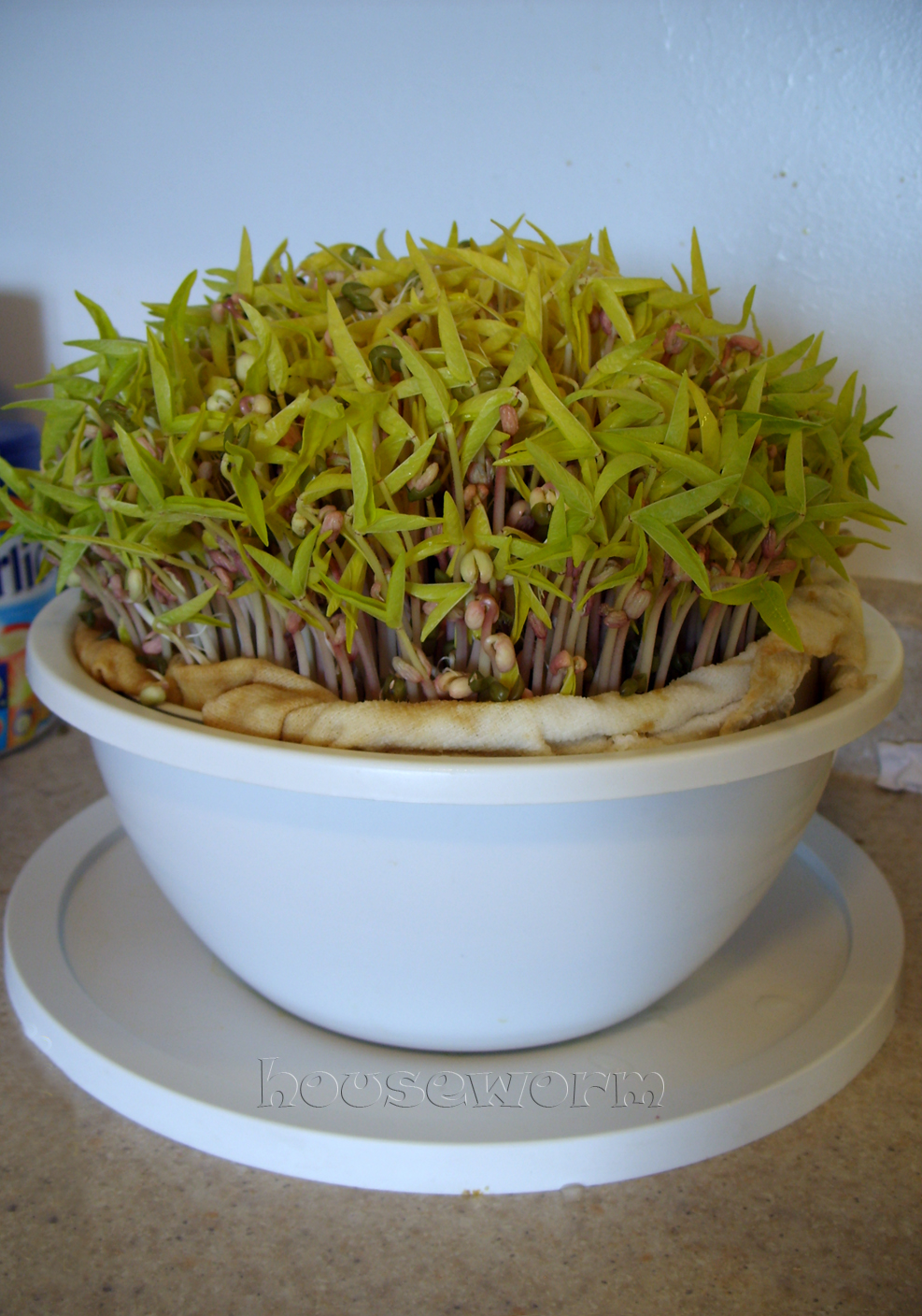 ♥Worm Home Sweet Home♥ Homemade Bean Sprout