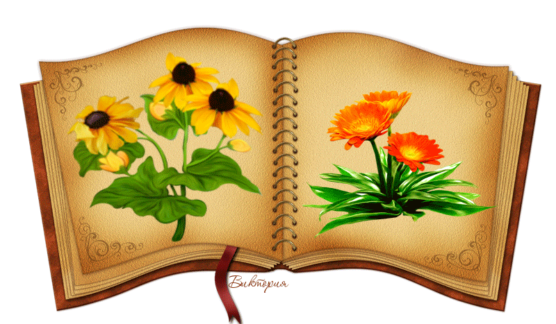 Книга открывается анимация для презентации