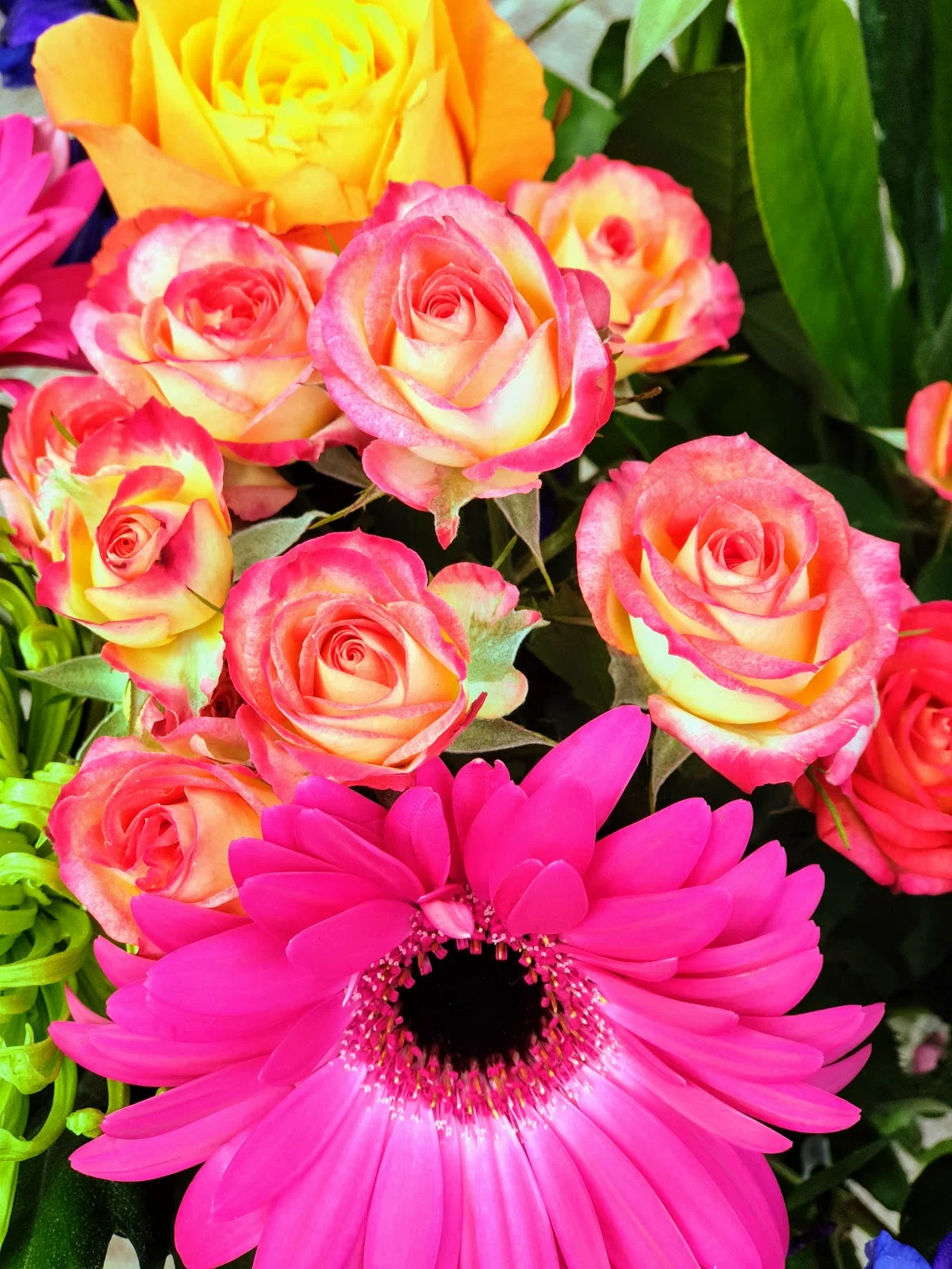 Most Beautiful Orange Roses In The World