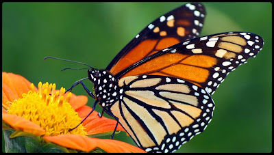 أجÙ
Ù ØµÙØ± Ù Ø®ÙÙÙØ§Øª اÙÙØ±Ø§Ø´Ø§Øª Butterfly Wallpapers Ù
عÙÙÙ
ات Ù ØµÙØ± ÙØ±Ø§Ø´Ø§Øª Butterflies أجÙ
Ù ØµÙØ± Ù Ø®ÙÙÙØ§Øª اÙÙØ±Ø§Ø´Ø§Øª Butterfly Wallpapers Ù
عÙÙÙ
ات Ù ØµÙØ± ÙØ±Ø§Ø´Ø§Øª Butterflies