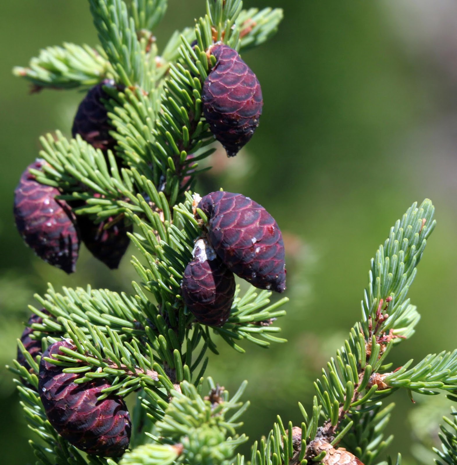 Replant.ca Environmental The Black Spruce tree (Picea mariana)
