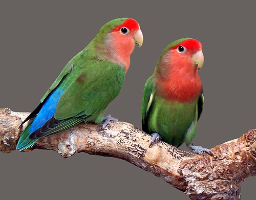 love-birds-cute.jpg