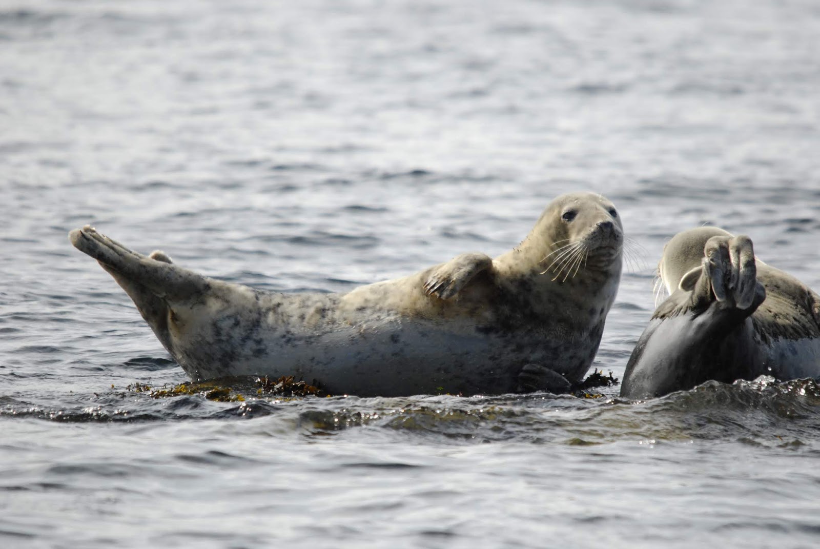The Bald Birder (and Moffer) Grey Seals, Eastern Isles, Isles of