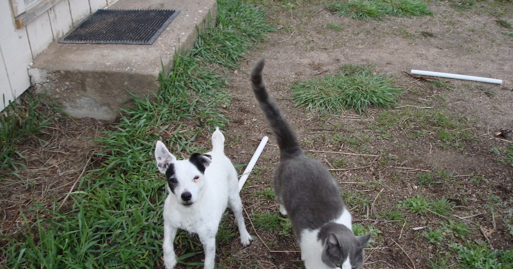 do jack russells get along with cats