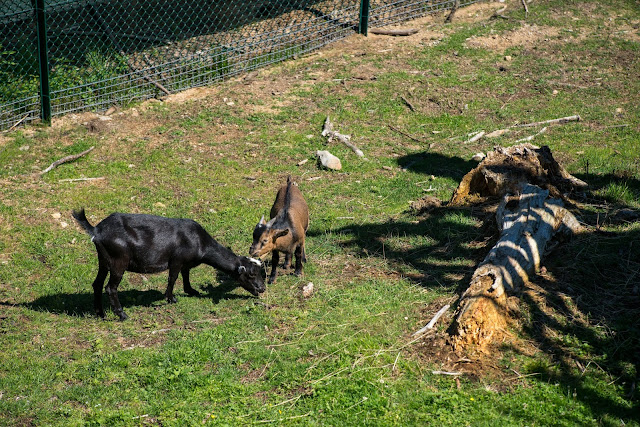 Wildkatzen-Walderlebnis und Wildkatzenstieg zum Wildkatzengehege Bad Harzburg 10