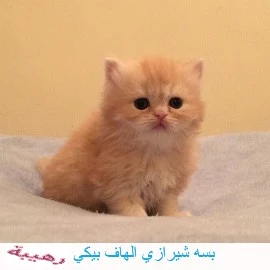 بسه شيرازي الهاف بيكي