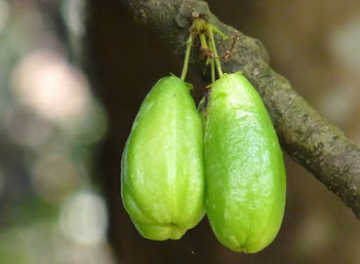 Khasiat dan manfaat belimbing wuluh - Khasiat Daun Alami
