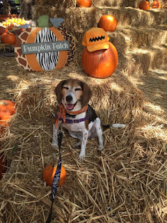 Dogs are welcome at Club Lake Plantation's fall festival