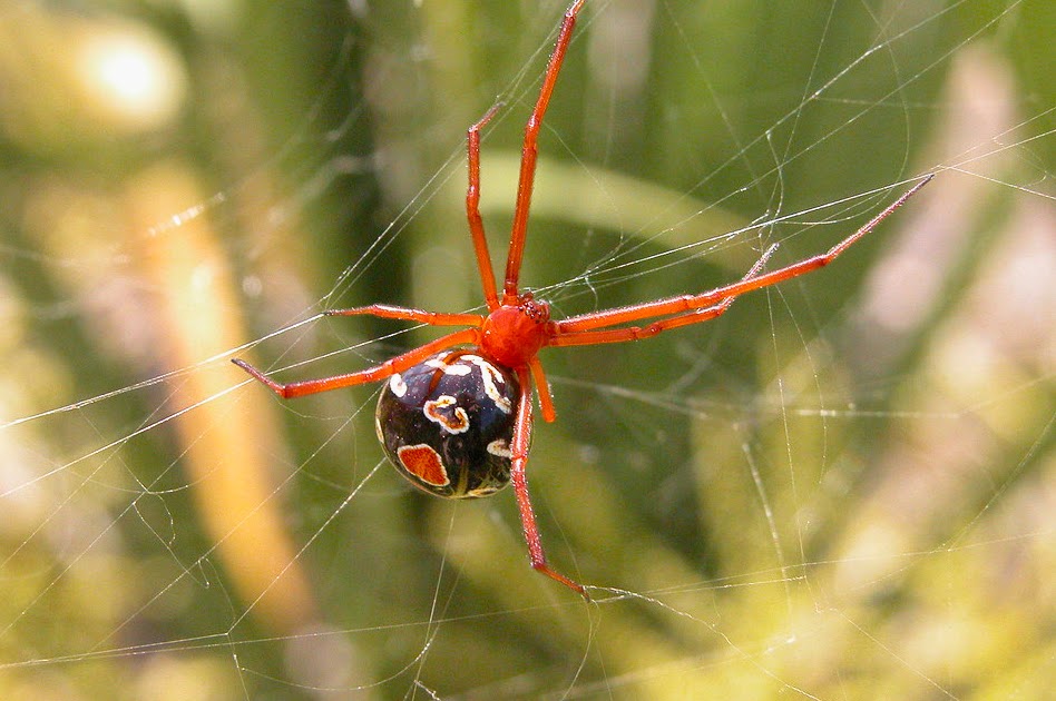Phillip's Natural World Poisonous Spiders of Florida