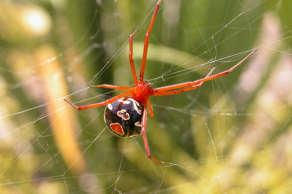 Phillips Natural World Poisonous Spiders Of Florida