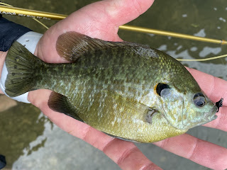 Redear Sunfish, Redear Sunfish on the Fly, Sunfish, Sunfish on the Fly, Sunfish of Texas, San Gabriel River, Georgetown, Texas, Fly Fishing, Fly Fishing Texas, Texas Fly Fishing, Texas Freshwater Fly Fishing, Fly Fishing the San Gabriel River