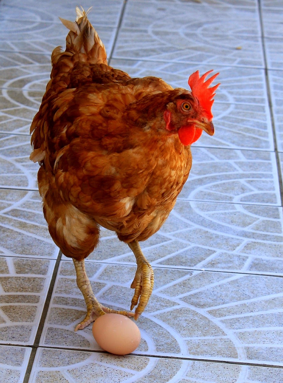 la gallina de la cocina de la abuela