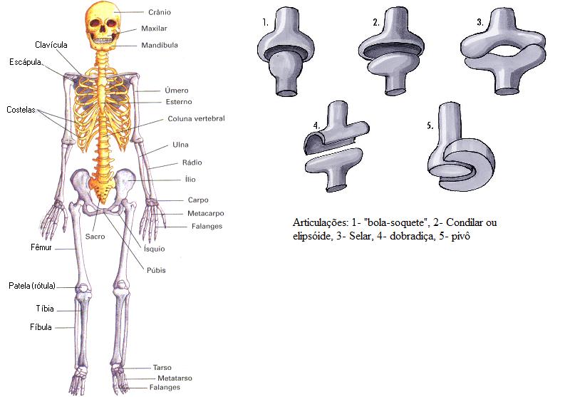 Anatomia Humana: Tipos de articulação