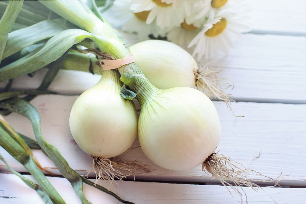 14 Powerful Health Benefits Of White Onions Everyone Should Know