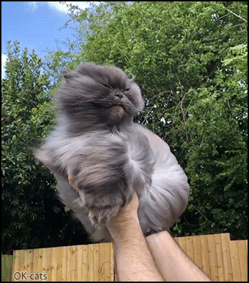 Amazing Cat GIF • A floof in the wind. Gorgeous fluffy cat with hair on the blowing wind (slow motion) Amazing Cat GIF • A floof in the wind. Gorgeous fluffy cat with hair on the blowing wind (slow motion)