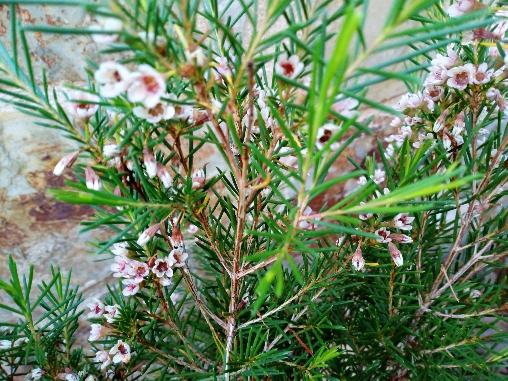 Chamelaucium uncinatum Desf. (Flor de cera).