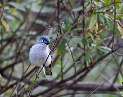 Photo of Blue-gray Gnatcatcher Photo of Blue-gray Gnatcatcher