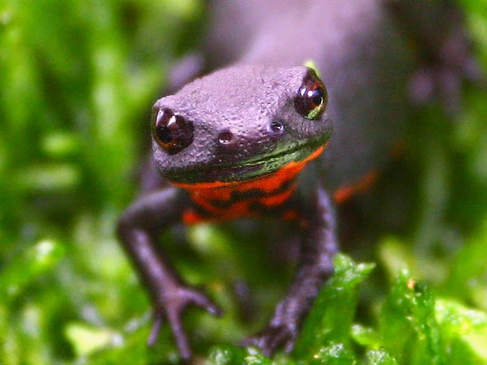 ANIMAL: El Tritón vientre de fuego