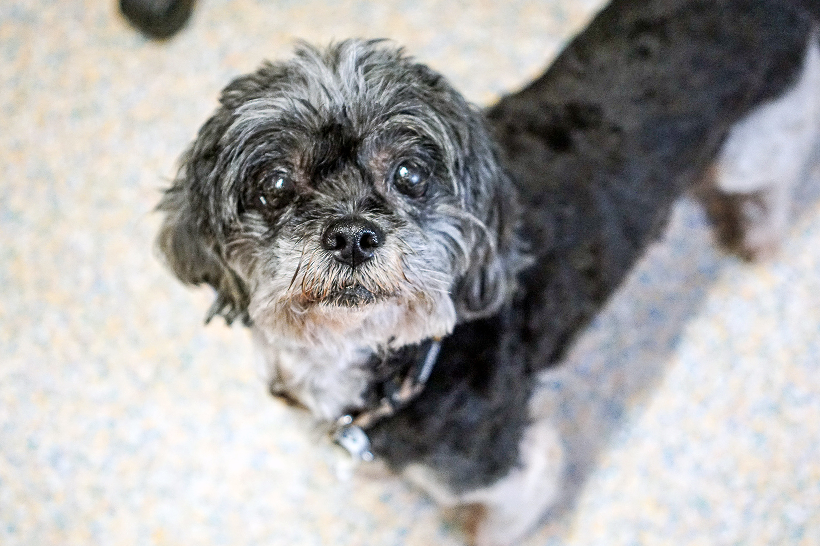 Dry Eye in Dogs Symptoms & Treatment Australian Dog Lover