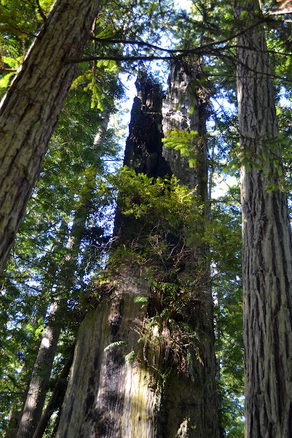 tall, big stump with other plants