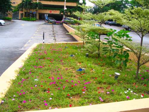 Prima Duta Community: New Bucida Trees and Japanese Roses