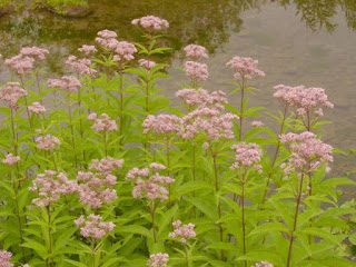 http://flnps.org/plants/eutrochium-maculatum