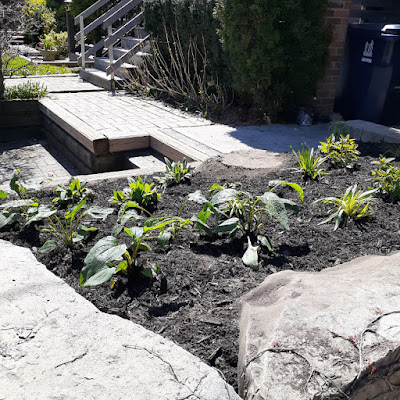 Toronto Pollinator Garden in Rosedale After by Paul Jung Gardening Services--a Toronto Gardening Services Company