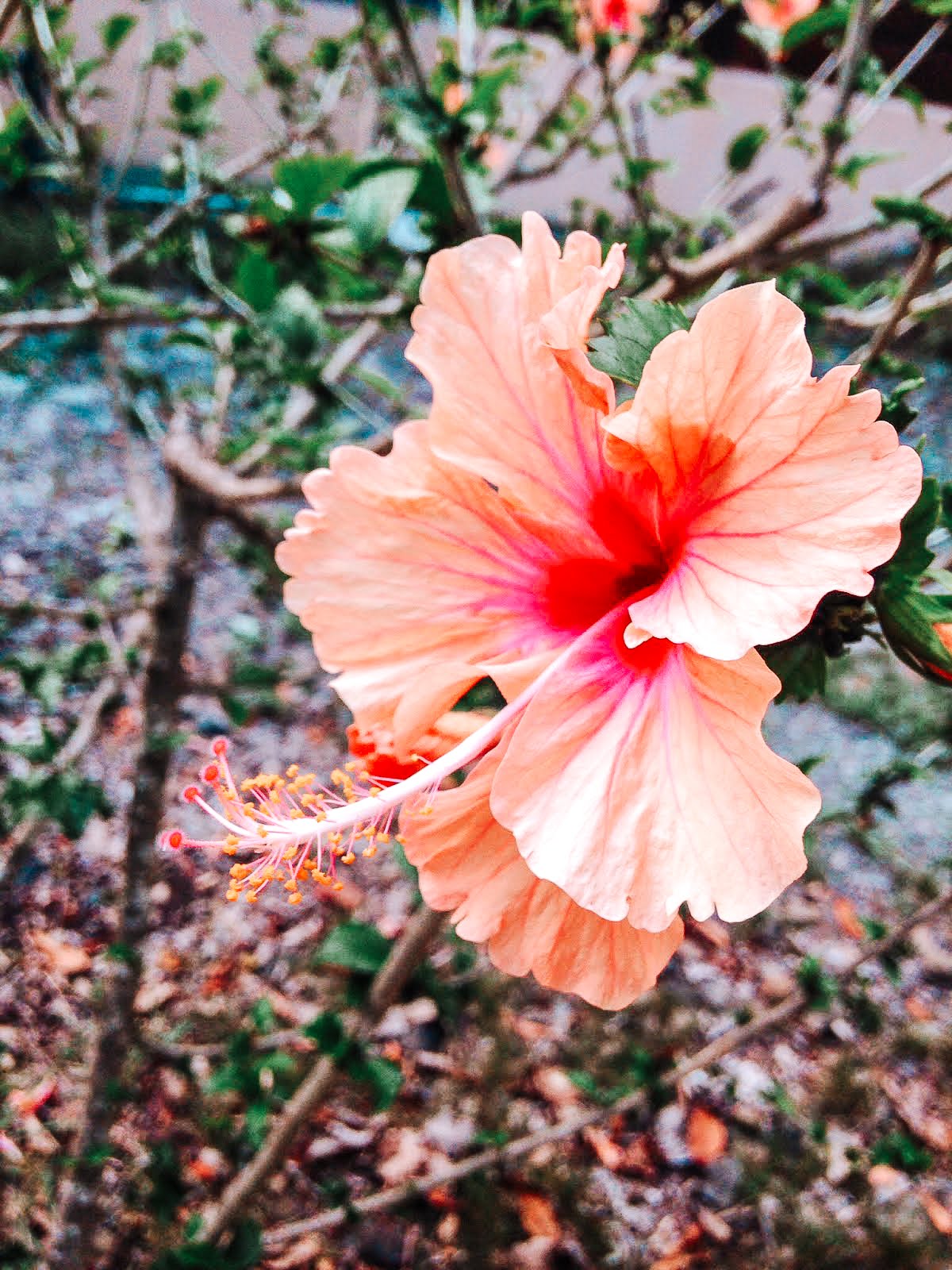 hibiscus oranger et rose spécificité de la faune et la flore de la martinique