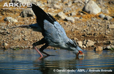 Secretarybird