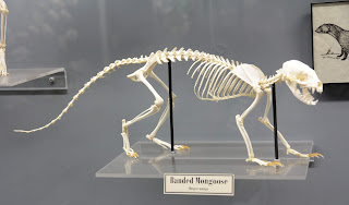 Şeritli Firavunfaresi (Banded mongoose) iskeleti