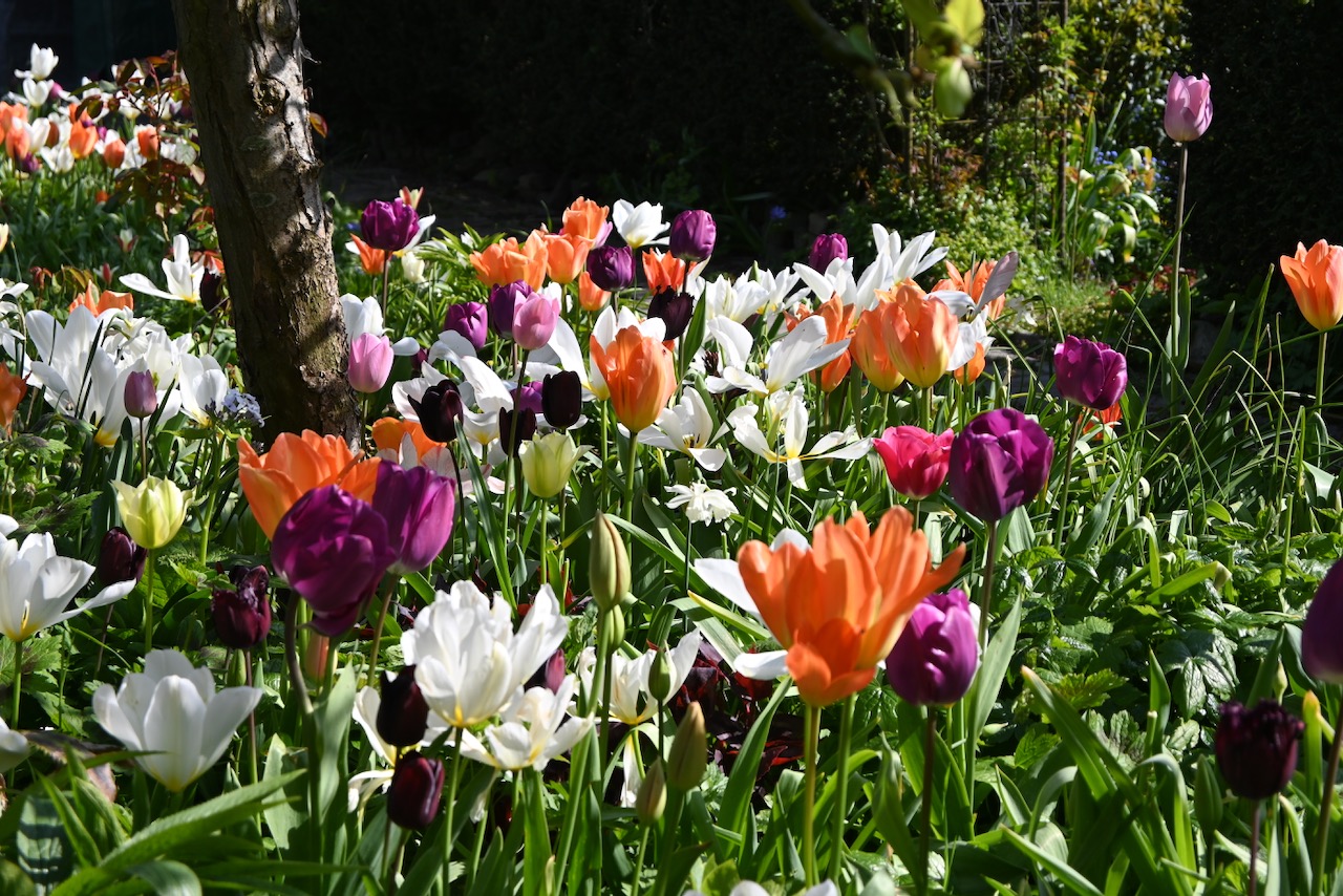 Wat doe je met uitgebloeide tulpen. Wat doe je met uitgebloeide tulpen.