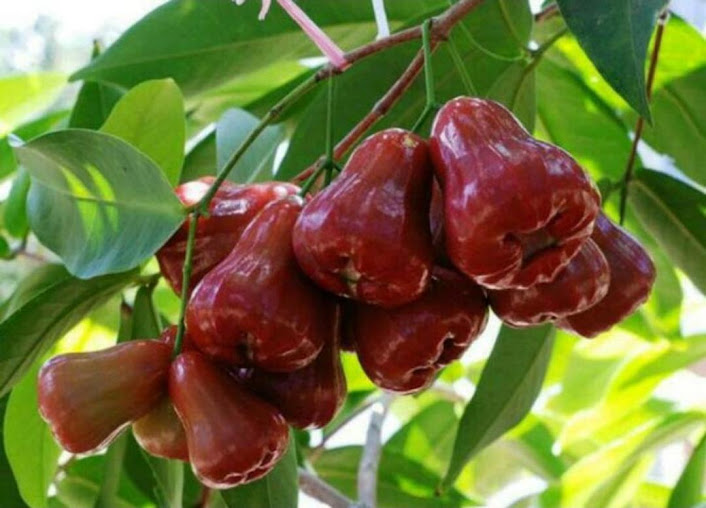 Bibit buah jambu madudeli unggul Kalimantan Timur