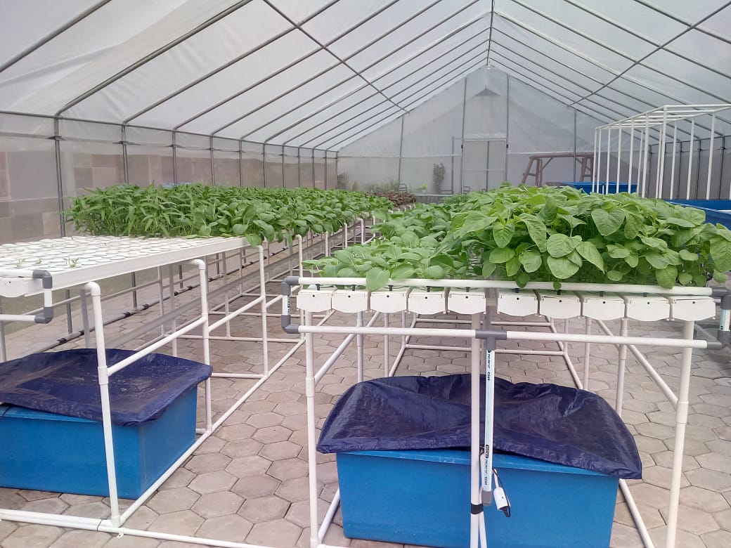 Penggunaan Plastik UV Untuk Tanaman Hias, Bunga, dan Buah-buahan