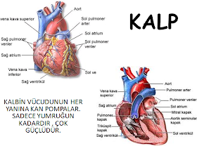 Okul öncesi eğitim : MİNİ GÜNCE: Organlar