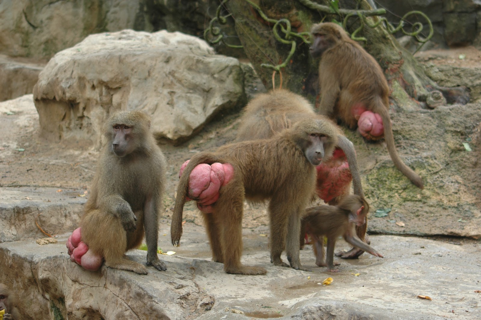 Baboon Butt Pictures 6