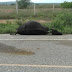 Vaca invade pista, carro colide e animal morre; sítio Viração, zona rural de Salgadinho