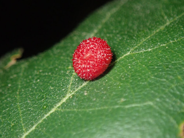 Acraspis macrocarpae Acraspis macrocarpae