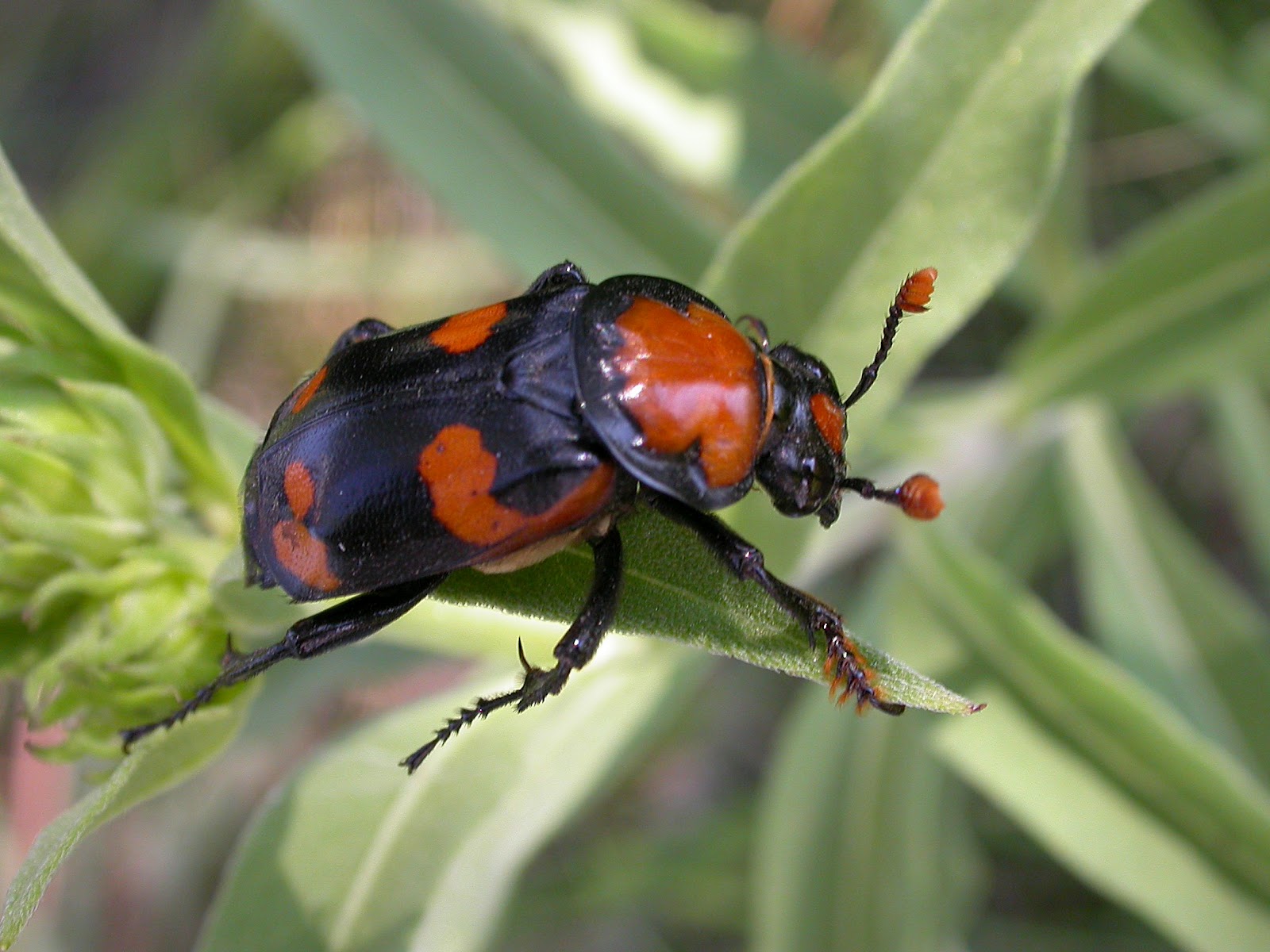 Beetle Beetle