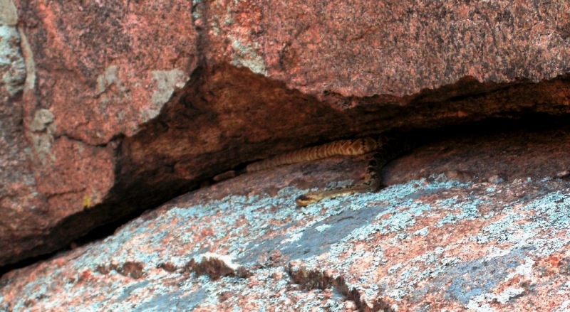Adventures of Shadow The RVing Dog: When do Rattlesnakes come out of
