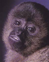 Filhote de macaco-prego-do-peito-amarelo nasce no BioParque do Rio!
