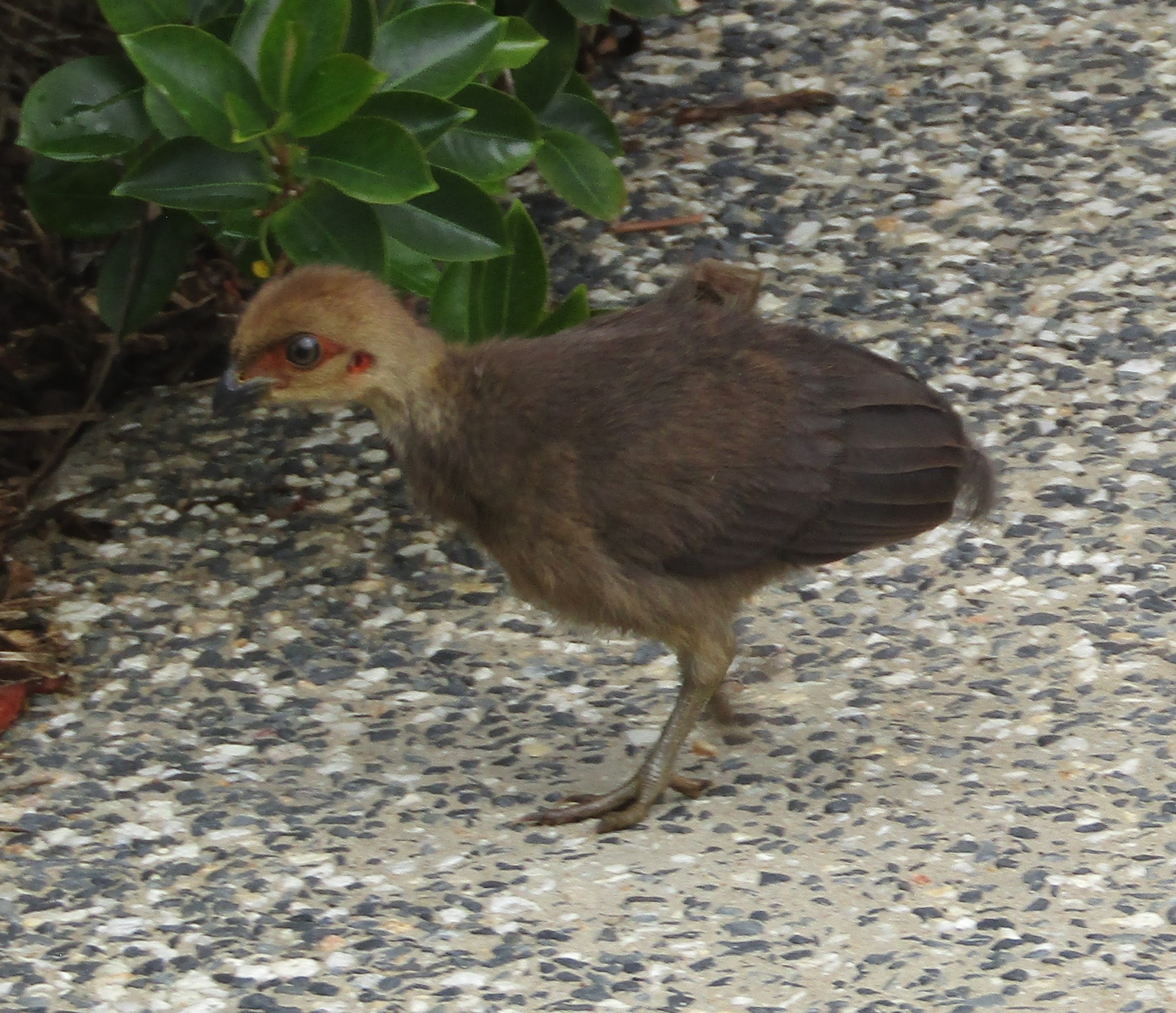 Ballina PLR Residents' Community Blog Brush Turkey Babies