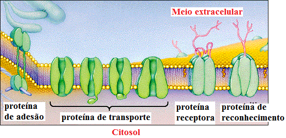 Constituição da membrana celular Membrana plasmática, estrutura celular que atua delimitando as células, separando o interior do ambiente, é composta por uma dupla camada de fosfolipídios, na qual encontramos proteínas inseridas.