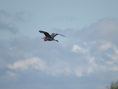 Sacramento National Wildlife Refuge